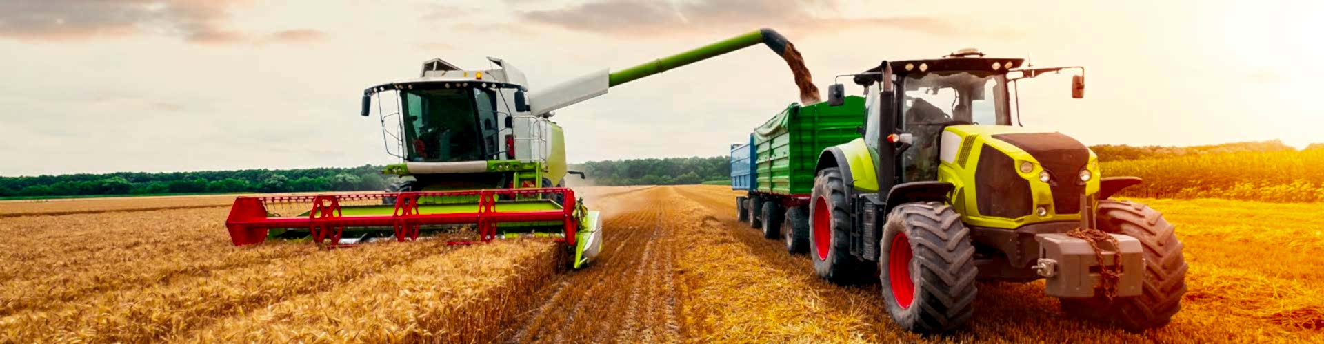 Ein Mähdrescher erntet ein Feld und leert das Getreide in einen Anhänger eines Traktors